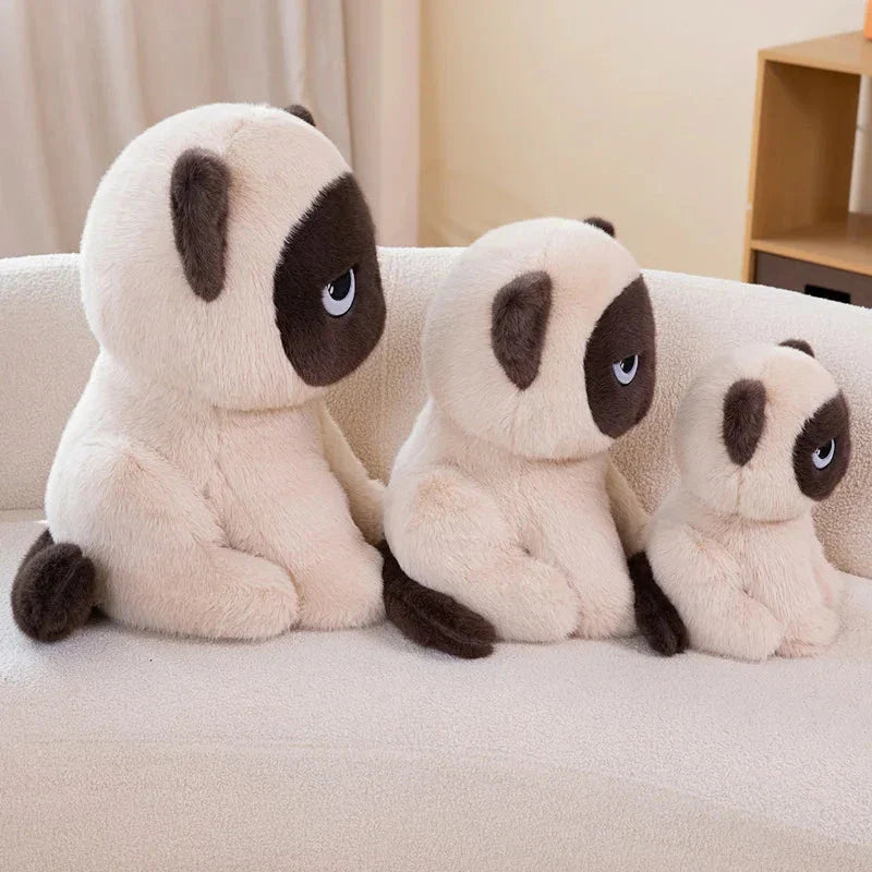 Momo the Sitting Kawaii Siamese Cat